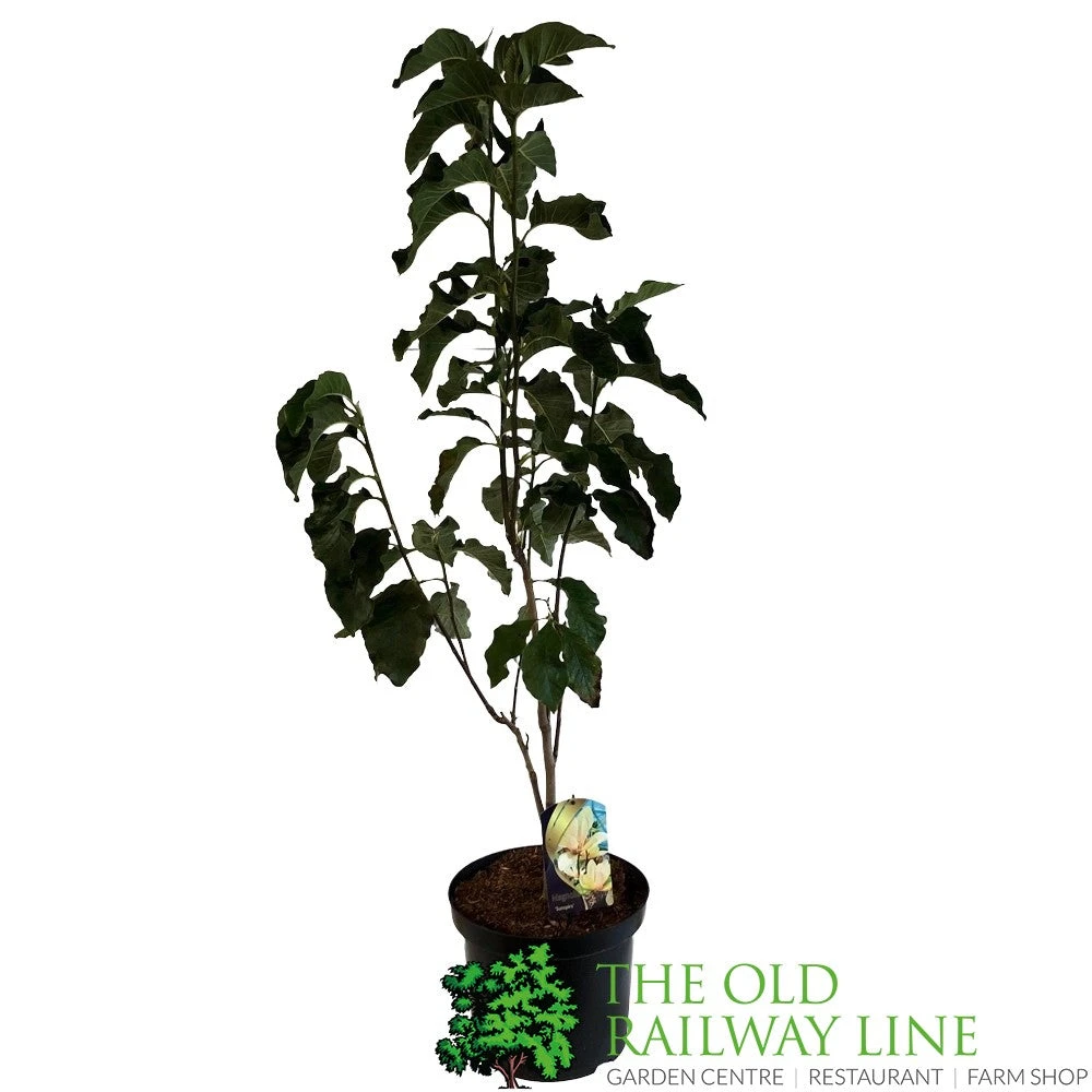 Magnolia 'Sunspire' 10Ltr Pot (NL) 1 Magnolia 'Sunspire' 10Ltr Pot (NL)