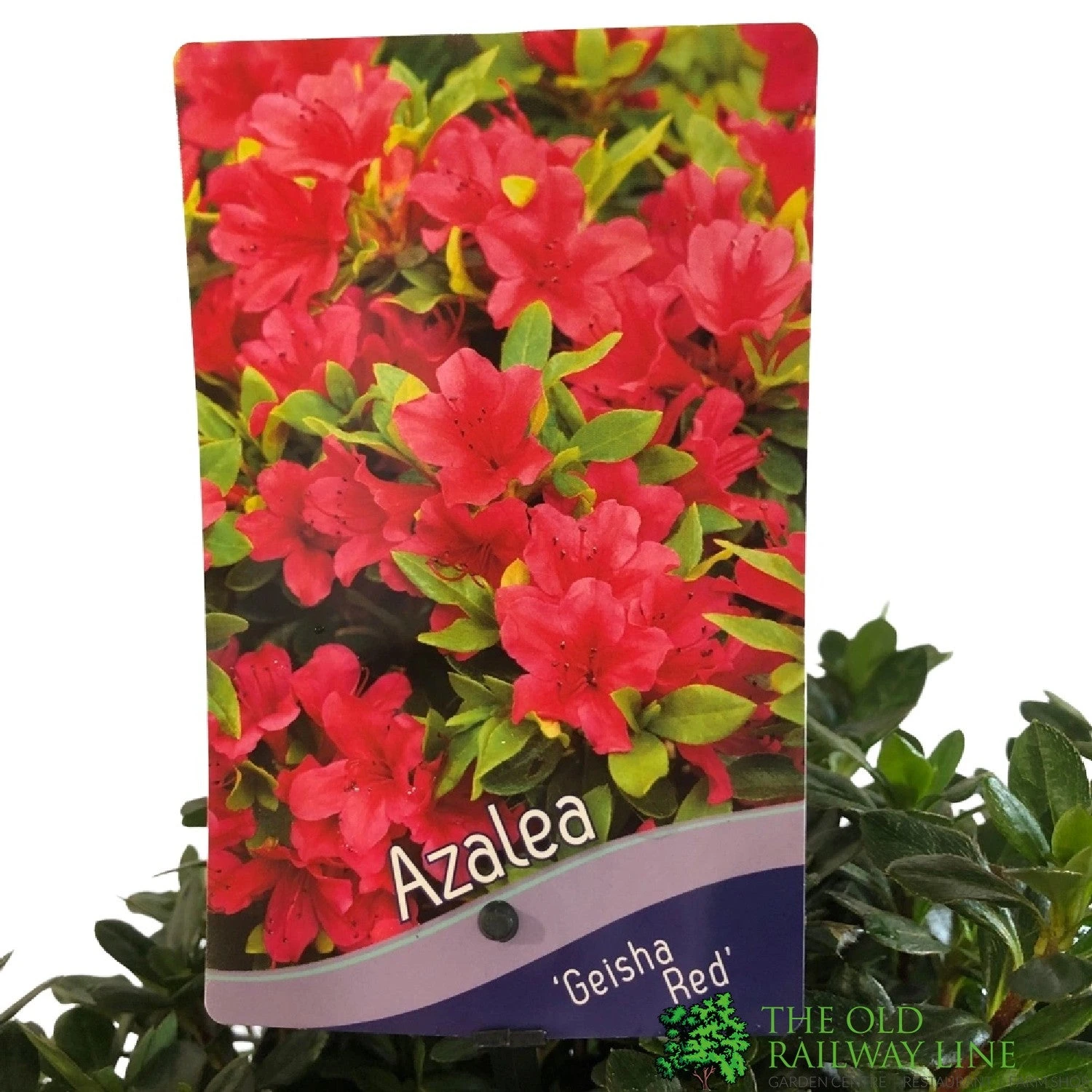 Azalea 'Geisha Red' Plant 3Ltr Pot (NL) 3 Azalea 'Geisha Red' Plant 3Ltr Pot (NL) - Image 3