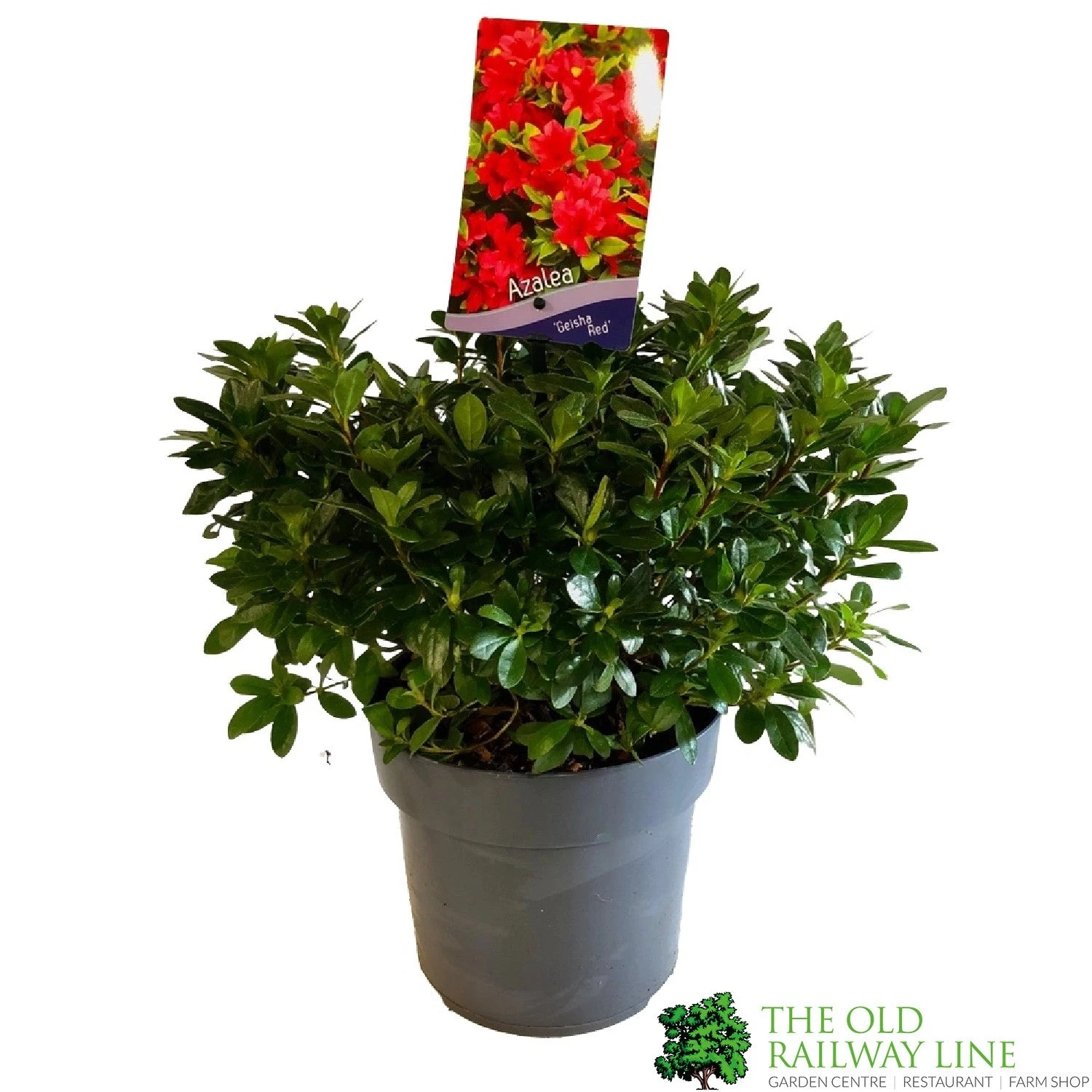 Azalea 'Geisha Red' Plant 3Ltr Pot (NL) 2 Azalea 'Geisha Red' Plant 3Ltr Pot (NL) - Image 2