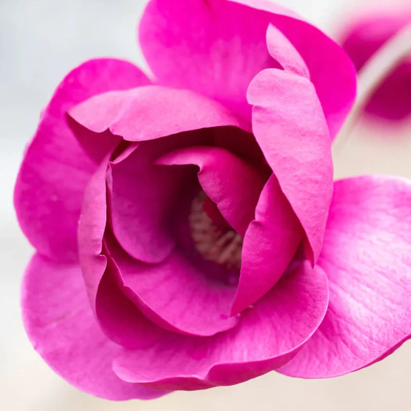 Magnolia 'Black Tulip' Tree 80cm Tall (NL) 2 Magnolia 'Black Tulip' Tree 80cm Tall (NL) - Image 2