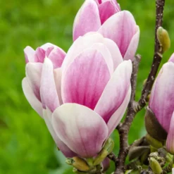 Magnolia 'Satisfaction' Tree 60cm Tall (NL) -Garden Glee 30136615 2 1