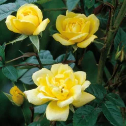 Yellow Miniature Climbing Rose 'Laura Ford' 3Ltr Pot