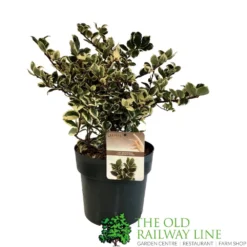 Ilex 'Casanova' 3Ltr Pot (NL)