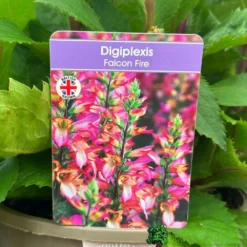 Digiplexis 'Falcon Fire' 3Ltr Pot