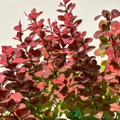 Garden Glee -Garden Glee 5050704285062 2