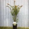Taxus Baccata Common Yew Plant 2 Ltr