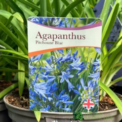 Agapanthus 'Pitchoune Blue' Plant 2Ltr Pot
