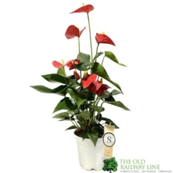 Anthurium 'Red Champion' Plant 14cm Pot