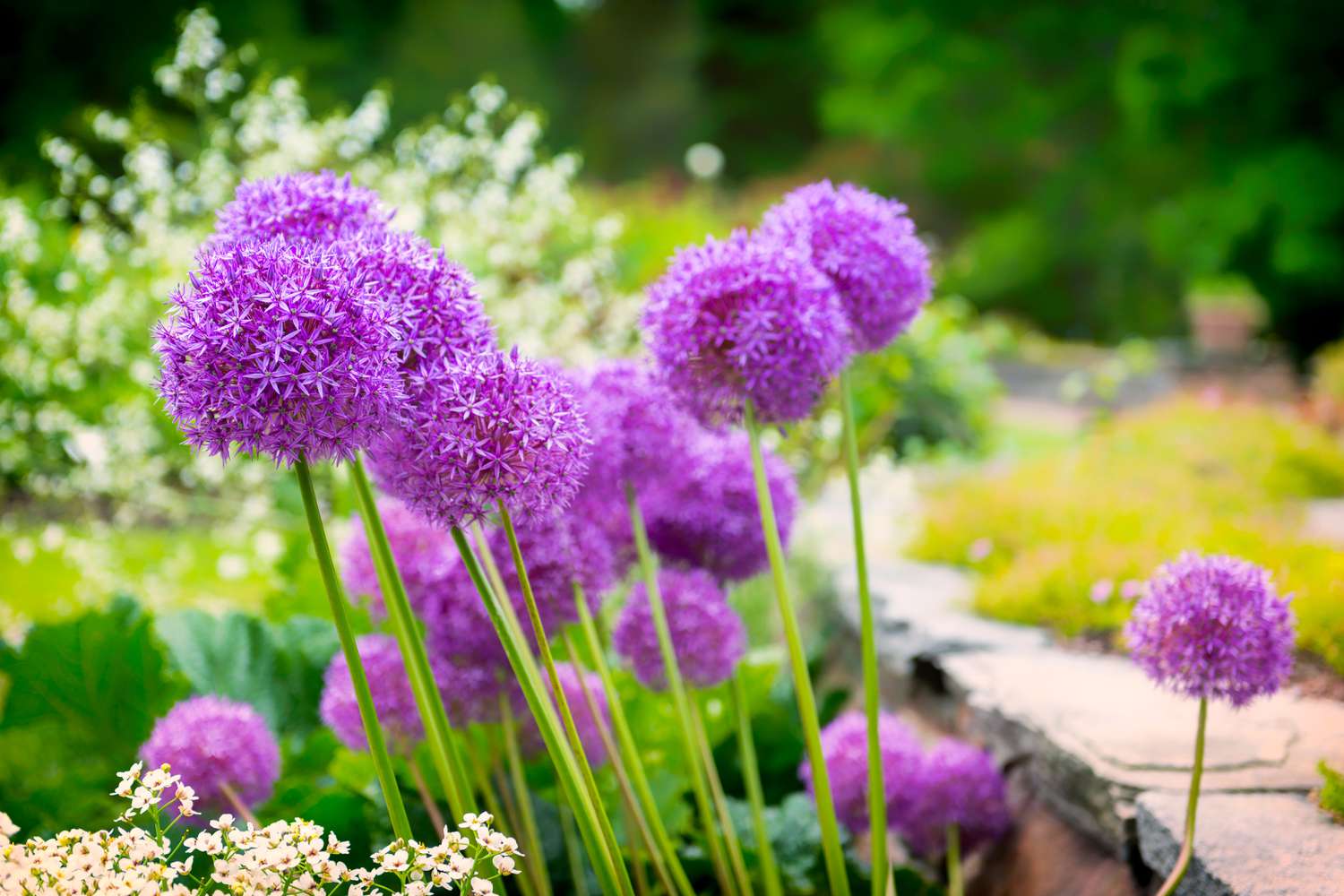 Garden Glee -Garden Glee grow in small garden allium getty 0823 7c6d8ad3b2bf4403b7de9288f6647683